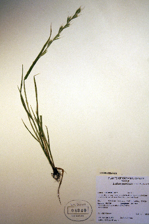  (Lolium persicum - CCDB-18344-C9)  @11 [ ] CreativeCommons - Attribution Non-Commercial Share-Alike (2012) CBG Photography Group Unspecified