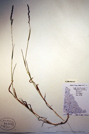  (Muhlenbergia glomerata - CCDB-18344-A9)  @11 [ ] CreativeCommons - Attribution Non-Commercial Share-Alike (2012) CBG Photography Group Unspecified