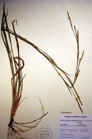  (Schizachyrium - CCDB-18344-E12)  @11 [ ] CreativeCommons - Attribution Non-Commercial Share-Alike (2012) CBG Photography Group Unspecified