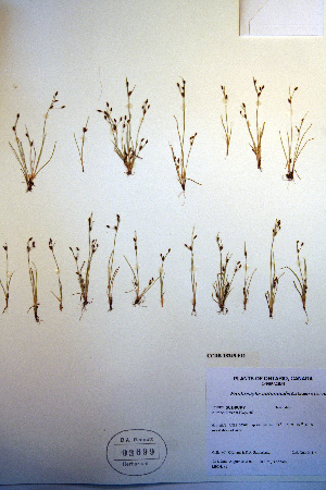  (Fimbristylis autumnalis - CCDB-18345-F11)  @11 [ ] CreativeCommons - Attribution Non-Commercial Share-Alike (2012) CBG Photography Group Unspecified