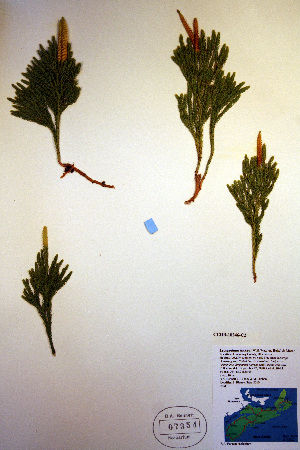  (Lycopodium hickeyi - CCDB-18346-C2)  @11 [ ] CreativeCommons - Attribution Non-Commercial Share-Alike (2012) CBG Photography Group Unspecified