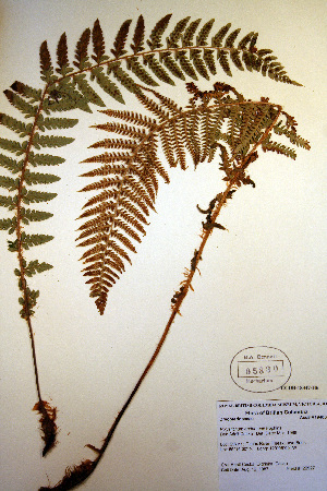  (Polystichum andersonii - CCDB-18347-H6)  @12 [ ] CreativeCommons - Attribution Non-Commercial Share-Alike (2012) CBG Photography Group Unspecified