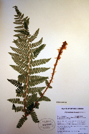  (Polystichum braunii - CCDB-18347-G6)  @13 [ ] CreativeCommons - Attribution Non-Commercial Share-Alike (2012) CBG Photography Group Unspecified