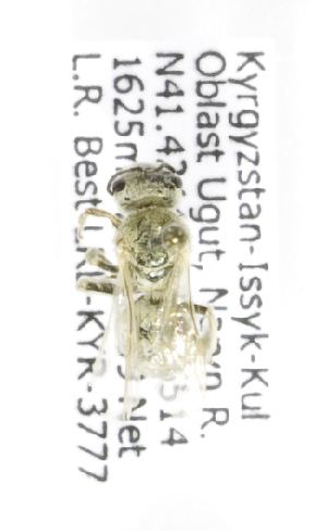  (Halictus pollinosus cariniventris - B03764C03-KGZ)  @11 [ ] CreativeCommons - Attribution Non-Commercial Share-Alike (2010) Packer Collection at York University York University
