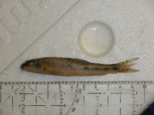  ( - Fish133)  @11 [ ] CreativeCommons - Attribution Share-Alike (2018) Stephan Koblmueller Karl-Franzens University of Graz, Dept of Zoology