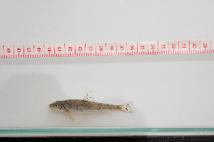  ( - LZ_Fish15)  @11 [ ] CreativeCommons - Attribution Share-Alike (2018) Wolfgang Gessl Karl-Franzens University of Graz, Dept of Zoology