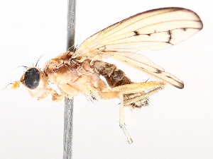  ( - BIOUG73901-H07)  @11 [ ] CreativeCommons - Attribution (2021) CBG Photography Group Centre for Biodiversity Genomics