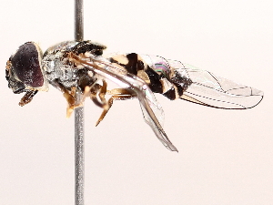  ( - BIOUG73902-H05)  @11 [ ] CreativeCommons - Attribution (2021) CBG Photography Group Centre for Biodiversity Genomics