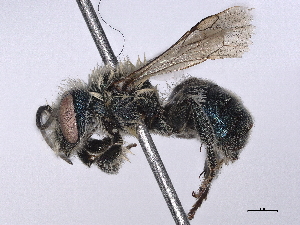  ( - BIOUG85292-H03)  @11 [ ] CreativeCommons - Attribution (2022) CBG Photography Group Centre for Biodiversity Genomics