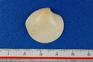  (Dosinella - JH060711)  @14 [ ] Unspecified (default): All Rights Reserved  Unspecified Unspecified
