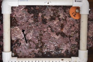  ( - BAT-B12A)  @11 [ ] CreativeCommons - Attribution No Derivatives (2019) Unspecified University of British Columbia, The Martone Lab