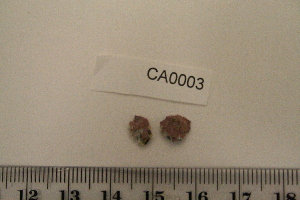 ( - BAT-CA0003)  @11 [ ] by-nd (2021) Unspecified University of British Columbia, The Martone Lab