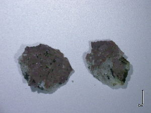  ( - BAT-CA0003)  @11 [ ] by-nd (2021) Unspecified University of British Columbia, The Martone Lab