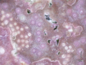  ( - BAT-CA0010)  @11 [ ] by-nd (2021) Unspecified University of British Columbia, The Martone Lab