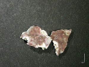  ( - BAT-CA0250)  @11 [ ] by-nd (2020) Unspecified University of British Columbia, The Martone Lab