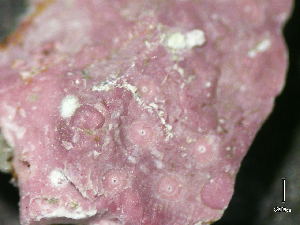  ( - BAT-CA0284)  @11 [ ] by-nd (2021) Unspecified University of British Columbia, The Martone Lab