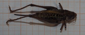  (Decticus aprutianus - RM3_1209)  @11 [ ] (by-nc-nd) (2025) Unspecified Università degli Studi Roma Tre