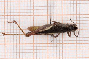  (Chorthippus rubratibialis - RM3_1221)  @11 [ ] (by-nc-nd) (2025) Unspecified Università degli Studi Roma Tre