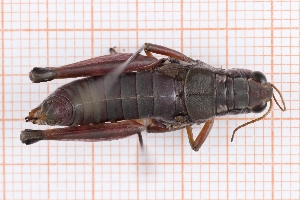  ( - RM3_1581)  @11 [ ] (by-nc-nd) (2025) Unspecified Università degli Studi Roma Tre