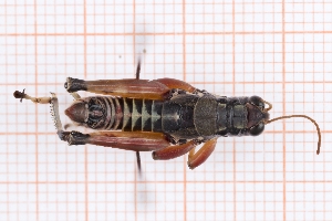  ( - RM3_1582)  @11 [ ] (by-nc-nd) (2025) Unspecified Università degli Studi Roma Tre