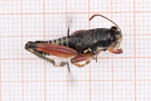  ( - RM3_1583)  @11 [ ] (by-nc-nd) (2025) Unspecified Università degli Studi Roma Tre