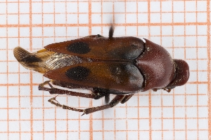  (Macrosiagon bimaculata - RM3_768)  @11 [ ] (by-nc-nd) (2025) Unspecified Università degli Studi Roma Tre