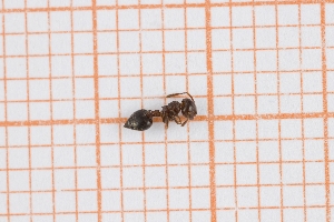  (Crematogaster sp 1 - RM3_890)  @11 [ ] (by-nc-nd) (2025) Unspecified Universit&agrave; degli Studi Roma Tre