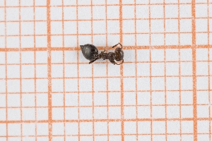  (Crematogaster sp 2 - RM3_891)  @11 [ ] (by-nc-nd) (2025) Unspecified Universit&agrave; degli Studi Roma Tre