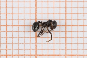  (Messor sp 1 - RM3_1039)  @11 [ ] (by-nc-nd) (2025) Unspecified Universit&agrave; degli Studi Roma Tre