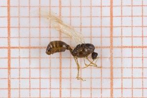  (Tetramorium sp 1 - RM3_1182)  @11 [ ] (by-nc-nd) (2025) Unspecified Universit&agrave; degli Studi Roma Tre