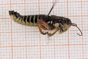  ( - RM3_1286)  @11 [ ] (by-nc-nd) (2025) Unspecified Università degli Studi Roma Tre