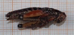  ( - RM3_1287)  @11 [ ] (by-nc-nd) (2025) Unspecified Università degli Studi Roma Tre