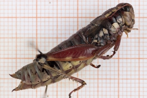  ( - RM3_1288)  @11 [ ] (by-nc-nd) (2025) Unspecified Università degli Studi Roma Tre