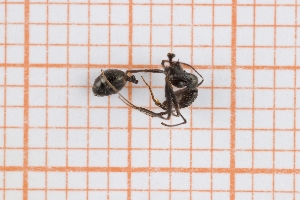  (Aphaenogaster sp 3 - RM3_1318)  @11 [ ] (by-nc-nd) (2025) Unspecified Universit&agrave; degli Studi Roma Tre