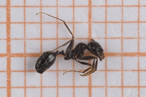  (Messor sp 4 - RM3_1397)  @11 [ ] (by-nc-nd) (2025) Unspecified Universit&agrave; degli Studi Roma Tre