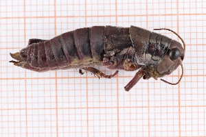  (Podisma pedestris pedestris - RM3_1580)  @11 [ ] (by-nc-nd) (2025) Unspecified Università degli Studi Roma Tre