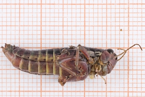  ( - RM3_1581)  @11 [ ] (by-nc-nd) (2025) Unspecified Università degli Studi Roma Tre