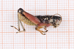  ( - RM3_1582)  @11 [ ] (by-nc-nd) (2025) Unspecified Università degli Studi Roma Tre