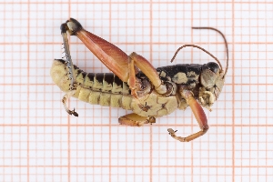  ( - RM3_1583)  @11 [ ] (by-nc-nd) (2025) Unspecified Università degli Studi Roma Tre