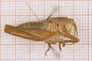  (Tettigonia cf. viridissima - RM3_716)  @11 [ ] (by-nc-nd) (2025) Unspecified Università degli Studi Roma Tre
