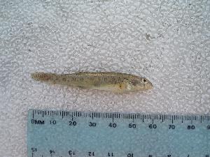  ( - BCF-0180-3)  @12 [ ] Unspecified (default): All Rights Reserved  Unspecified Unspecified