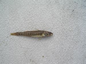  (Etheostoma exile - BCF-0181-1)  @12 [ ] Unspecified (default): All Rights Reserved  Unspecified Unspecified
