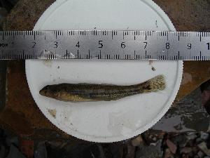  ( - BCF-0242-2)  @12 [ ] Unspecified (default): All Rights Reserved  Unspecified Unspecified