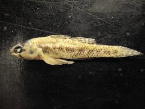  (Etheostoma microperca - BCF-764-6)  @13 [ ] Unspecified (default): All Rights Reserved  Unspecified Unspecified