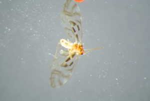  ( - BCFOR_2016_069)  @11 [ ] CreativeCommons - Attribution Non-Commercial Share-Alike (2016) SNSB, Staatliche Naturwissenschaftliche Sammlungen Bayerns ZSM (SNSB, Zoologische Staatssammlung Muenchen)