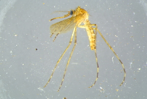  (Coquillettidia richiardii - BCFOR_2016_077)  @11 [ ] CreativeCommons - Attribution Non-Commercial Share-Alike (2016) SNSB, Staatliche Naturwissenschaftliche Sammlungen Bayerns ZSM (SNSB, Zoologische Staatssammlung Muenchen)