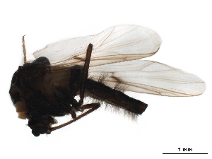  ( - CHARS00013-H09)  @12 [ ] CreativeCommons - Attribution (2019) CBG Photography Group Centre for Biodiversity Genomics