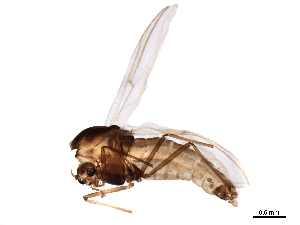  ( - CHARS00040-D03)  @11 [ ] CreativeCommons - Attribution (2019) CBG Photography Group Centre for Biodiversity Genomics