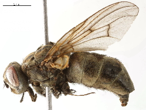  (Spilogona princeps - CHARS00048-A05)  @11 [ ] CreativeCommons - Attribution (2019) CBG Photography Group Centre for Biodiversity Genomics