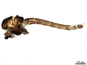  ( - CHARS00051-A03)  @11 [ ] CreativeCommons - Attribution (2019) CBG Photography Group Centre for Biodiversity Genomics